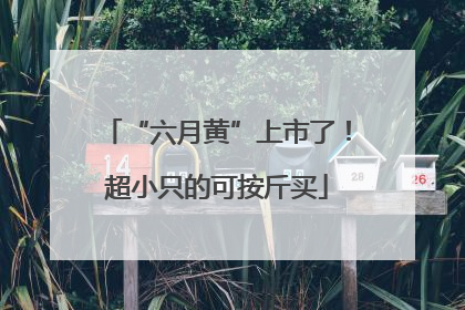 “六月黄”上市了！超小只的可按斤买