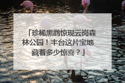 珍稀黑鹳惊现云岗森林公园！丰台这片宝地藏着多少惊喜？