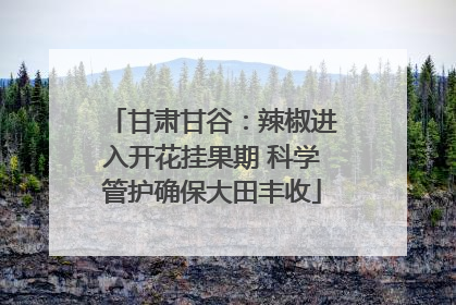 甘肃甘谷：辣椒进入开花挂果期 科学管护确保大田丰收