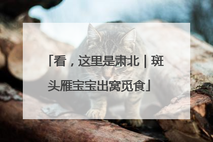 看，这里是肃北｜斑头雁宝宝出窝觅食