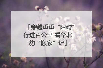 穿越重重“阻碍”行进百公里 看华北豹“搬家”记
