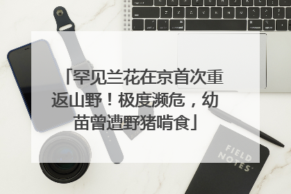 罕见兰花在京首次重返山野！极度濒危，幼苗曾遭野猪啃食