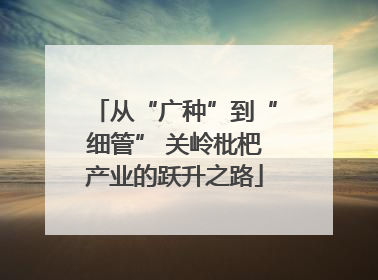 从“广种”到“细管” 关岭枇杷产业的跃升之路