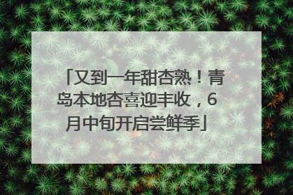 又到一年甜杏熟！青岛本地杏喜迎丰收，6月中旬开启尝鲜季