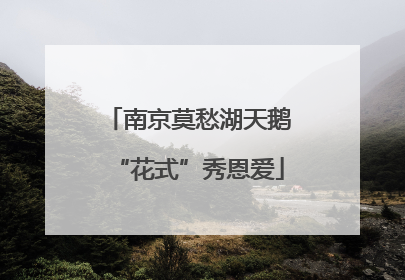 南京莫愁湖天鹅“花式”秀恩爱