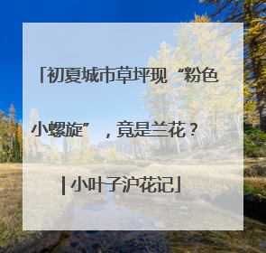 初夏城市草坪现“粉色小螺旋”，竟是兰花？ | 小叶子沪花记