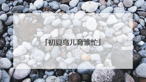 初夏鸟儿育雏忙