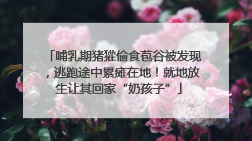 哺乳期猪獾偷食苞谷被发现，逃跑途中累瘫在地！就地放生让其回家“奶孩子”