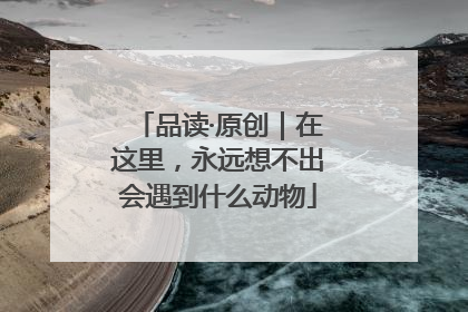 品读·原创｜在这里，永远想不出会遇到什么动物