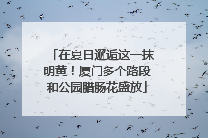 在夏日邂逅这一抹明黄！厦门多个路段和公园腊肠花盛放