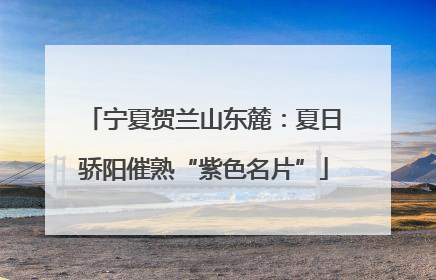 宁夏贺兰山东麓：夏日骄阳催熟“紫色名片”