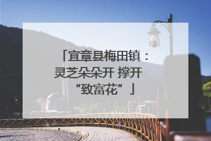 宜章县梅田镇：灵芝朵朵开 撑开“致富花”