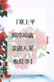 塞上平原冷凉蔬菜进入采收旺季