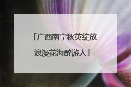 广西南宁秋英绽放 浪漫花海醉游人