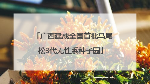 广西建成全国首批马尾松3代无性系种子园