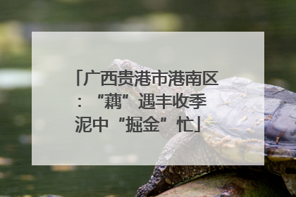 广西贵港市港南区：“藕”遇丰收季 泥中“掘金”忙