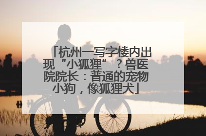 杭州一写字楼内出现“小狐狸”？兽医院院长：普通的宠物小狗，像狐狸犬
