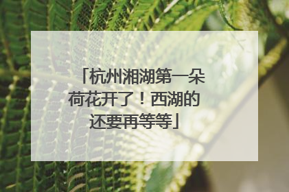 杭州湘湖第一朵荷花开了！西湖的还要再等等