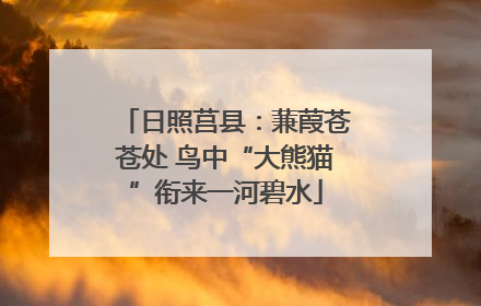 日照莒县：蒹葭苍苍处 鸟中“大熊猫”衔来一河碧水