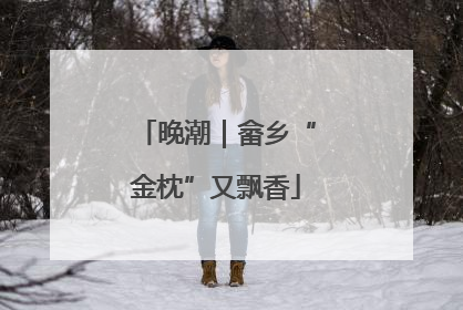 晚潮｜畲乡“金枕”又飘香