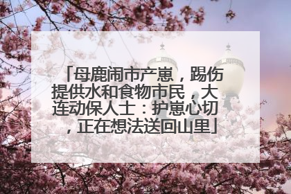 母鹿闹市产崽，踢伤提供水和食物市民，大连动保人士：护崽心切，正在想法送回山里