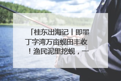 桂东出海记丨即墨丁字湾万亩蚬田丰收！渔民泥里挖蚬，一天上岸过千斤