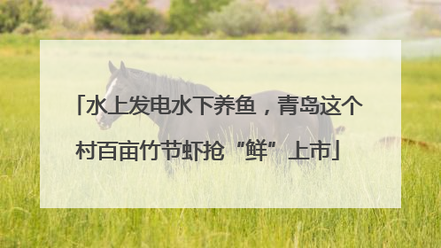 水上发电水下养鱼，青岛这个村百亩竹节虾抢“鲜”上市