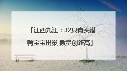 江西九江：32只青头潜鸭宝宝出巢 数量创新高