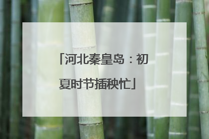 河北秦皇岛：初夏时节插秧忙