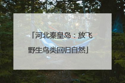 河北秦皇岛：放飞野生鸟类回归自然