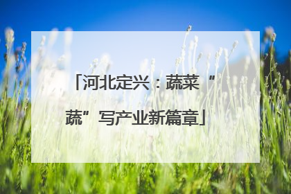 河北定兴：蔬菜“蔬”写产业新篇章
