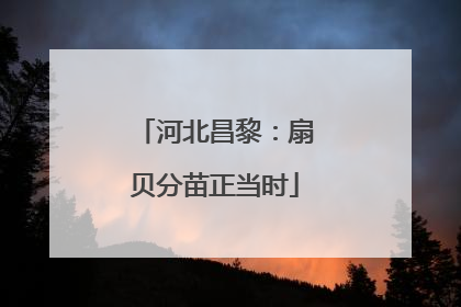 河北昌黎：扇贝分苗正当时