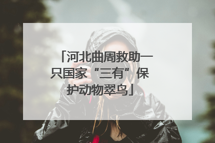 河北曲周救助一只国家“三有”保护动物翠鸟