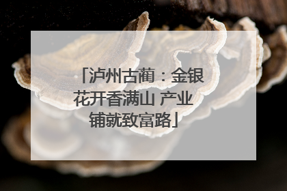 泸州古蔺：金银花开香满山 产业铺就致富路