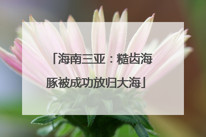 海南三亚：糙齿海豚被成功放归大海
