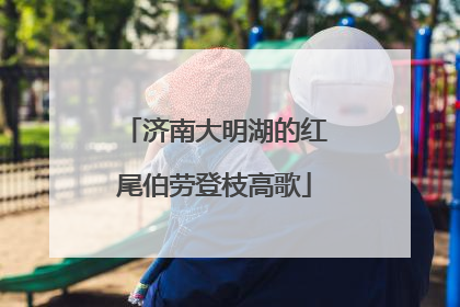 济南大明湖的红尾伯劳登枝高歌