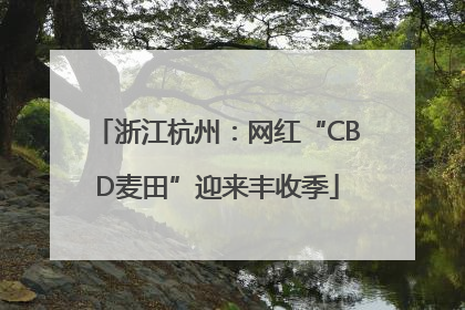 浙江杭州：网红“CBD麦田”迎来丰收季