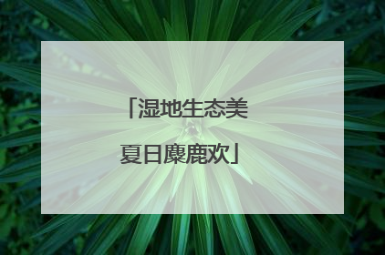 湿地生态美 夏日麋鹿欢