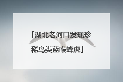 湖北老河口发现珍稀鸟类蓝喉蜂虎