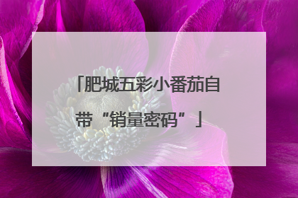 肥城五彩小番茄自带“销量密码”