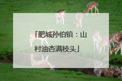 肥城孙伯镇：山村油杏满枝头