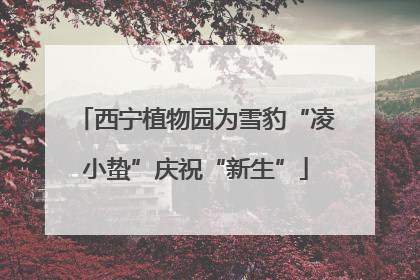 西宁植物园为雪豹“凌小蛰”庆祝“新生”