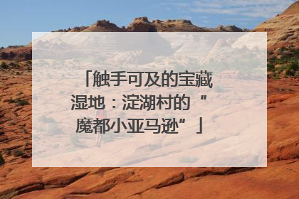 触手可及的宝藏湿地：淀湖村的“魔都小亚马逊”