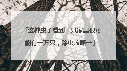 这种虫子看到一只家里很可能有一万只，除虫攻略→