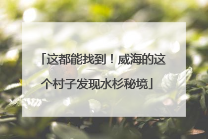 这都能找到！威海的这个村子发现水杉秘境