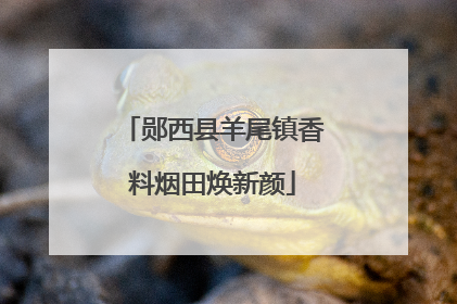 郧西县羊尾镇香料烟田焕新颜
