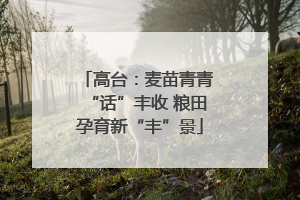 高台：麦苗青青“话”丰收 粮田孕育新“丰”景