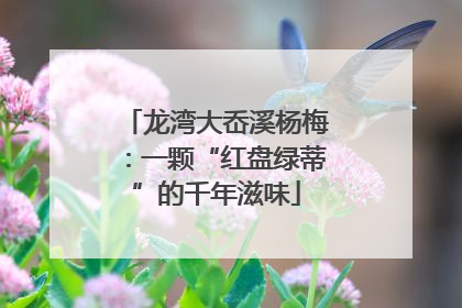 龙湾大岙溪杨梅：一颗“红盘绿蒂”的千年滋味