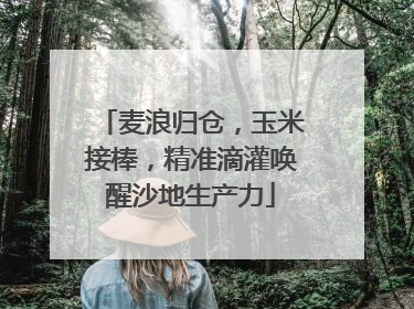 麦浪归仓，玉米接棒，精准滴灌唤醒沙地生产力