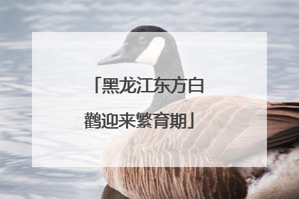 黑龙江东方白鹳迎来繁育期